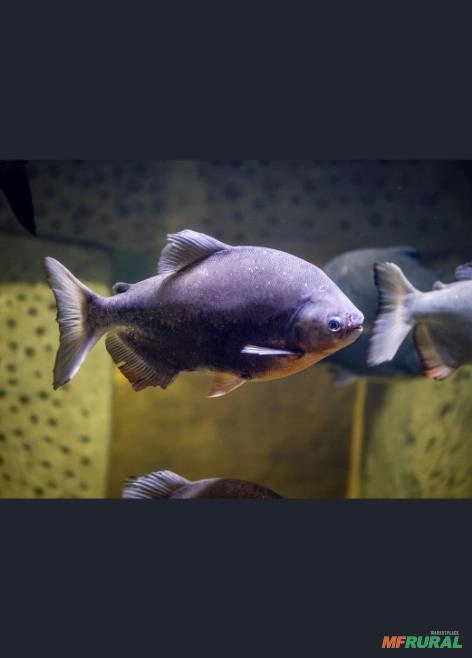 Pacu em Ouro Fino MG à venda. Compre direto do vendedor 866909