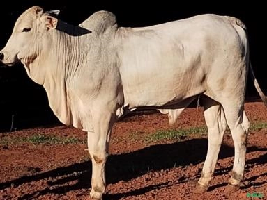 Touro Nelore P.O Imagem Touro Nelore P.O