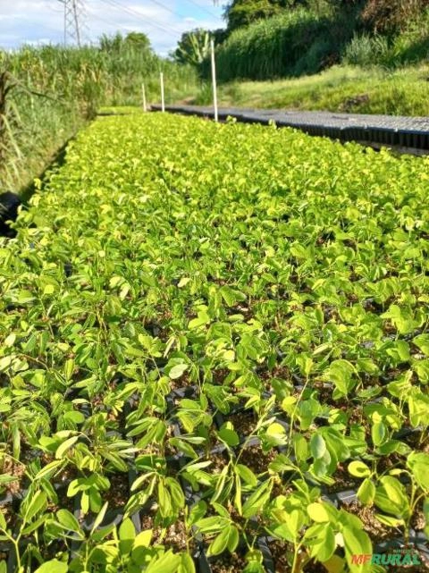 Mudas Sansão do Campo (Vale do Paraíba) Imagem Mudas Sansão do Campo (Vale do Paraíba)