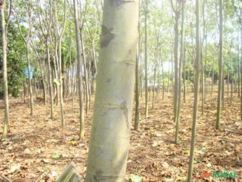 Compro Pau De Balsa Imagem Compro Pau De Balsa