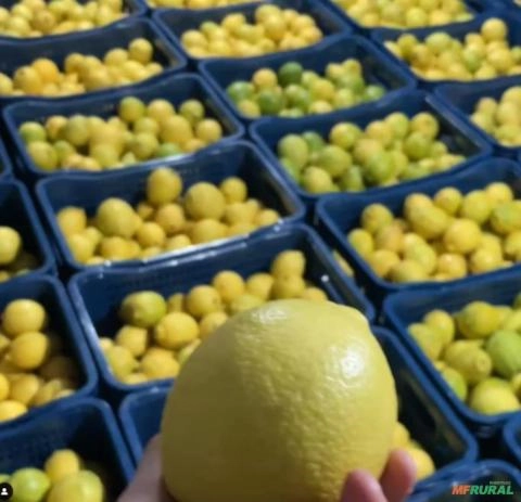 LIMÃO SICILIANO LIMANAIA Imagem LIMÃO SICILIANO LIMANAIA