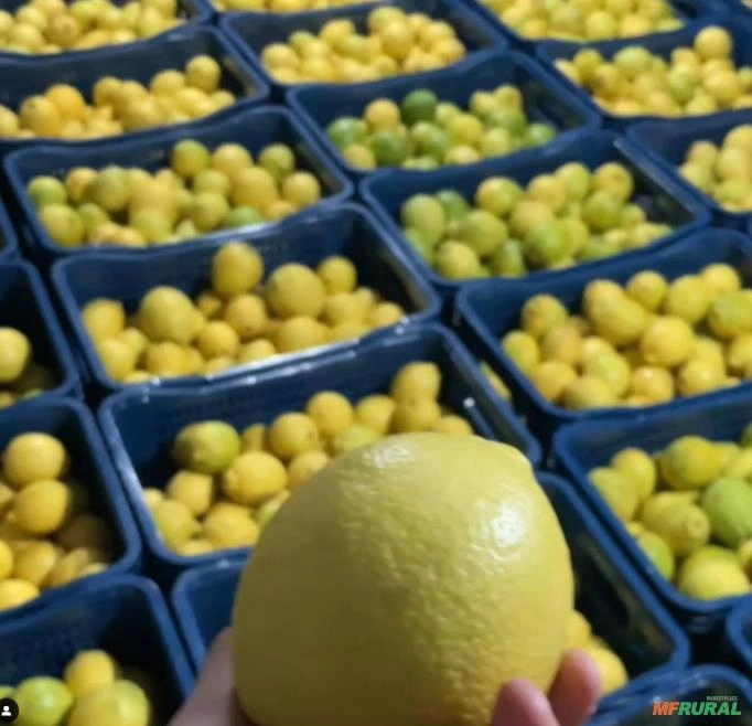 LIMÃO SICILIANO LIMANAIA Imagem LIMÃO SICILIANO LIMANAIA