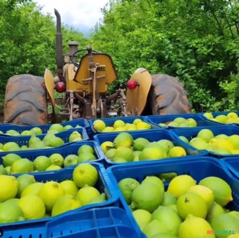 Imagem LIMÃO SICILIANO LIMANAIA Imagem LIMÃO SICILIANO LIMANAIA