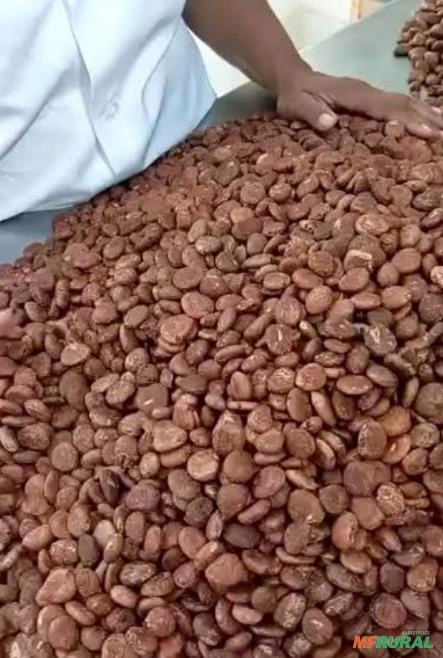 Semente de Cupuaçu Imagem Semente de Cupuaçu