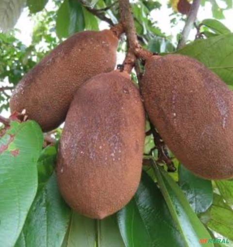 Imagem Semente de Cupuaçu Imagem Semente de Cupuaçu