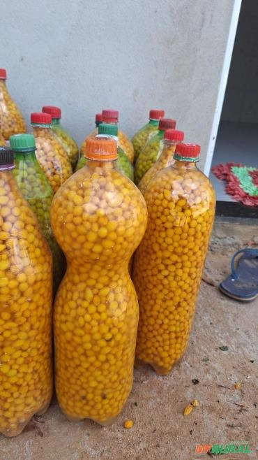 Pimenta Cumari Imagem Pimenta Cumari