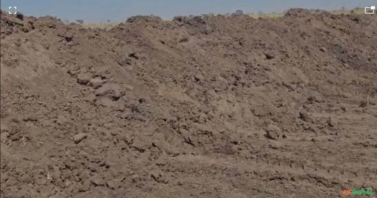 Esterco Bovino Imagem Esterco Bovino