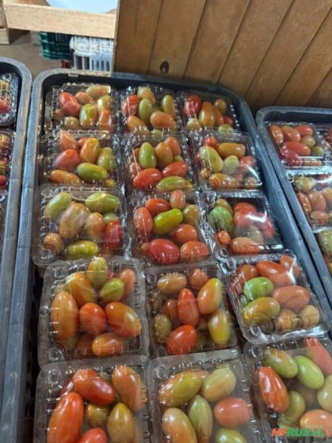 Tomatinho Cambucado Imagem Tomatinho Cambucado