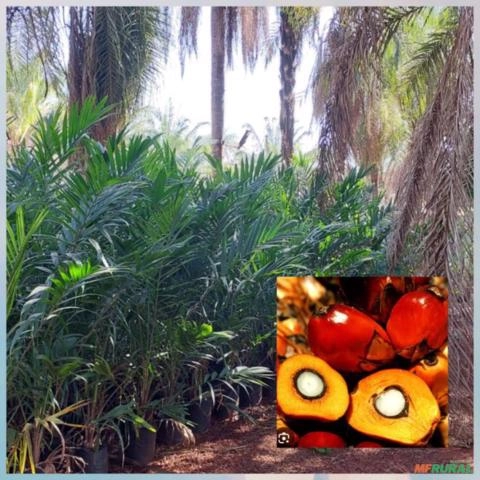 Mudas de Palmeiras Imagem Mudas de Palmeiras