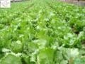 Semente De Alface Americana Lucy Brown 5.000mx +barato Imagem Semente De Alface Americana Lucy Brown 5.000mx +barato