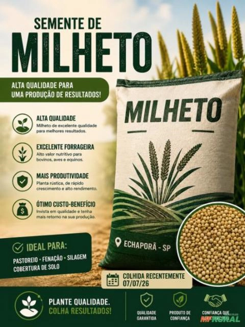 Milheto – Saco 50 kg Colhido 07/07/26 Imagem Milheto – Saco 50 kg Colhido 07/07/26