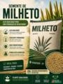 Milheto – Saco 50 kg Colhido 07/07/26 Imagem Milheto – Saco 50 kg Colhido 07/07/26