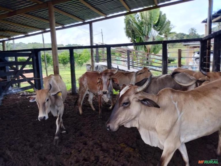 Vacas Mestiças Imagem Vacas Mestiças