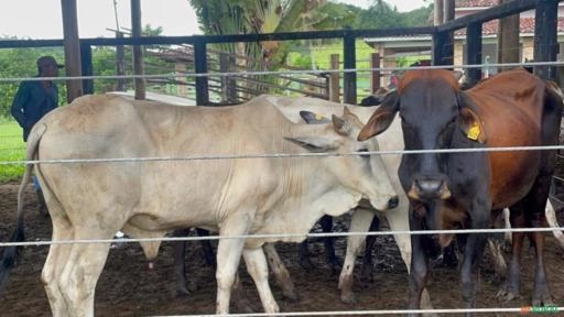 Imagem Vacas Mestiças Imagem Vacas Mestiças