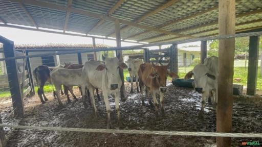 Imagem Vacas Mestiças Imagem Vacas Mestiças