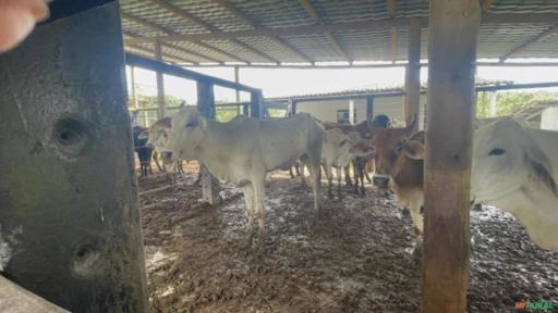 Imagem Vacas Mestiças Imagem Vacas Mestiças