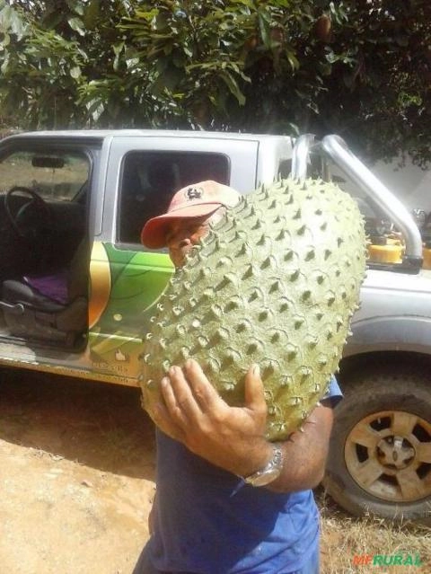 Graviola da Bahia Imagem Graviola da Bahia