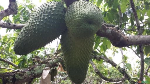 Imagem Graviola da Bahia Imagem Graviola da Bahia