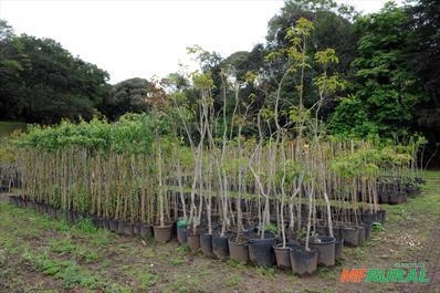 Mudas Nativas DAP 3 e 1,5 Imagem Mudas Nativas DAP 3 e 1,5