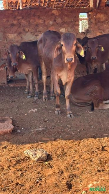 SINDI TOURINHOS E FEMEAS PO Imagem SINDI TOURINHOS E FEMEAS PO