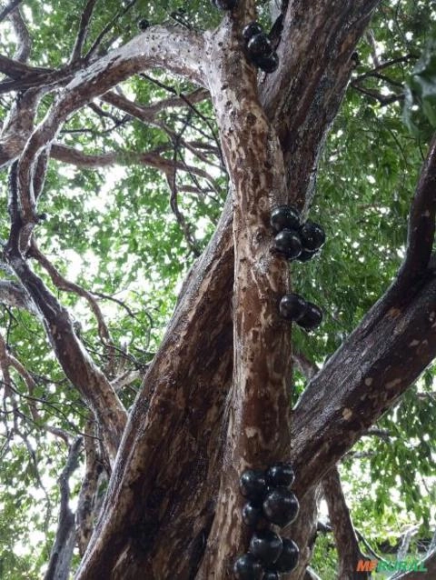 árvore de jabuticaba adulta Imagem árvore de jabuticaba adulta