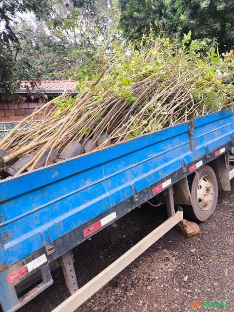 Mudas Nativas acima de 1,80 Imagem Mudas Nativas acima de 1,80