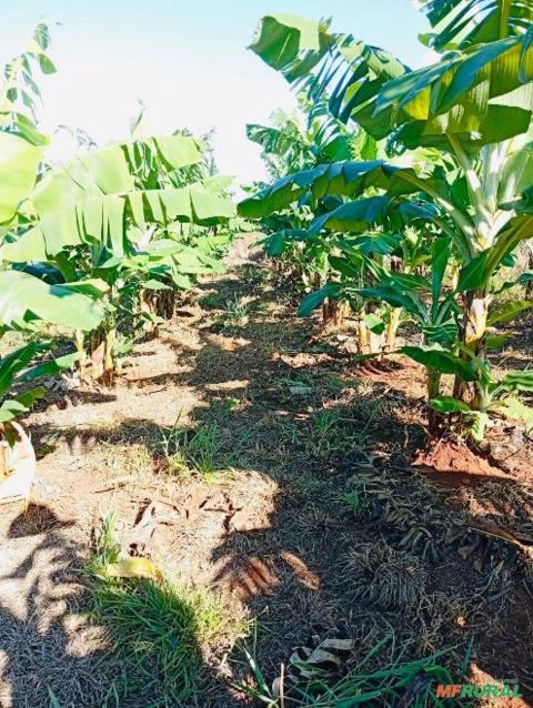 Muda de Banana nanica Imagem Muda de Banana nanica