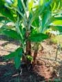 Muda de Banana nanica Imagem Muda de Banana nanica