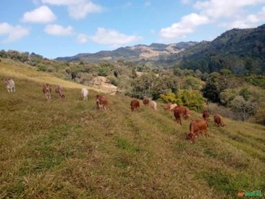 Bezerra desmamada Imagem Bezerra desmamada