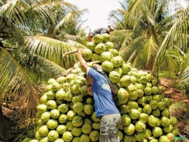 Coco Verde Fresco - Entregamos em Fortaleza e Região Imagem Coco Verde Fresco - Entregamos em Fortaleza e Região