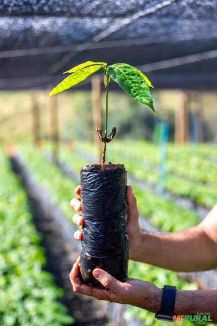 Mudas de Cacau Clonadas Imagem Mudas de Cacau Clonadas