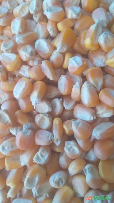 Sacas de milho em silo bolsa Imagem Sacas de milho em silo bolsa