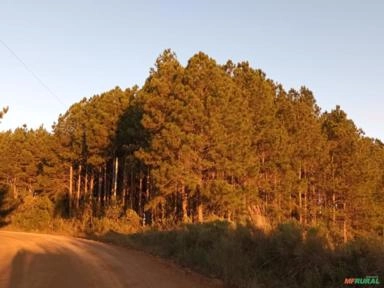 Mato 1.600 árvores de Pinus Imagem Mato 1.600 árvores de Pinus