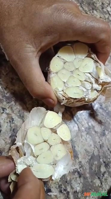 Alho Importado Egípcio Imagem Alho Importado Egípcio