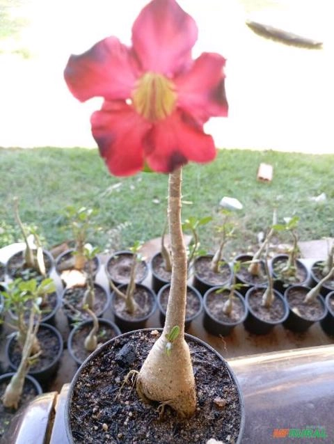 Mudas de Rosa do Deserto Imagem Mudas de Rosa do Deserto