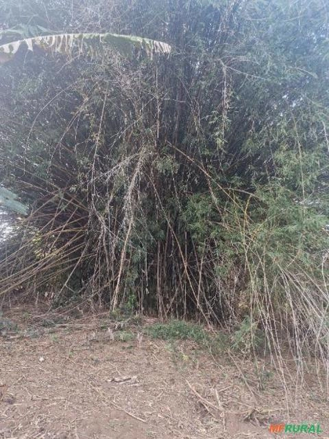 Bambus grandes em natura, barato pra sair pois só tem uma moita. Imagem Bambus grandes em natura, barato pra sair pois só tem uma moita.