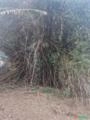 Bambus grandes em natura, barato pra sair pois só tem uma moita. Imagem Bambus grandes em natura, barato pra sair pois só tem uma moita.