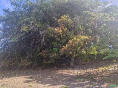 Imagem Bambus grandes em natura, barato pra sair pois só tem uma moita. Imagem Bambus grandes em natura, barato pra sair pois só tem uma moita.