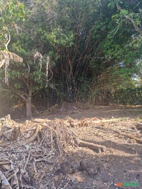 Imagem Bambus grandes em natura, barato pra sair pois só tem uma moita. Imagem Bambus grandes em natura, barato pra sair pois só tem uma moita.