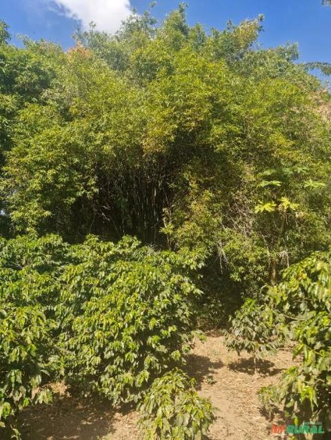 Imagem Bambus grandes em natura, barato pra sair pois só tem uma moita. Imagem Bambus grandes em natura, barato pra sair pois só tem uma moita.