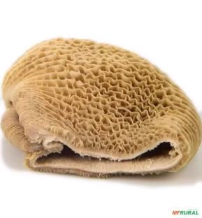 Compro Omaso Bovino (Bucho, 60 folhas) Compro Omaso Bovino (Bucho, 60 folhas)