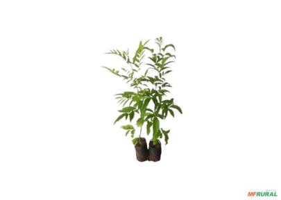 Muda de Ipês Pequenos Amarelo Para Reflorestamento - Atacado Imagem Muda de Ipês Pequenos Amarelo Para Reflorestamento - Atacado