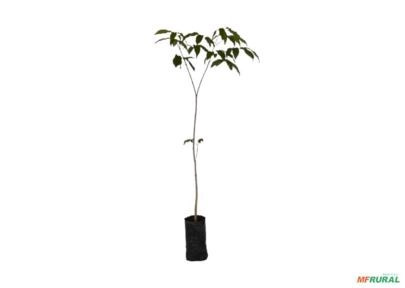 Mudas de Ipês Pequenos Roxo Para Reflorestamento - Atacado Imagem Mudas de Ipês Pequenos Roxo Para Reflorestamento - Atacado