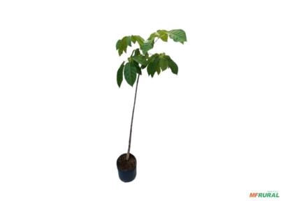 Mudas de Ipês Pequenos Rosa Para Reflorestamento - Atacado Imagem Mudas de Ipês Pequenos Rosa Para Reflorestamento - Atacado