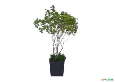 Jabuticabeira Híbrida Produtiva Imagem Jabuticabeira Híbrida Produtiva