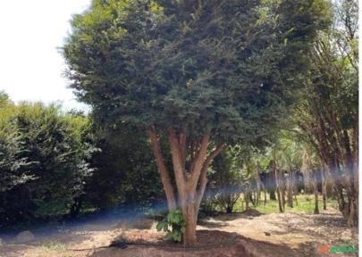 Jabuticabeiras Adultas Imagem Jabuticabeiras Adultas