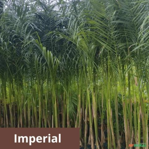 Palmeira Imperial Imagem Palmeira Imperial