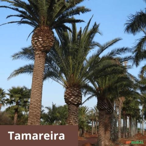 Palmeira Tamareira Imagem Palmeira Tamareira