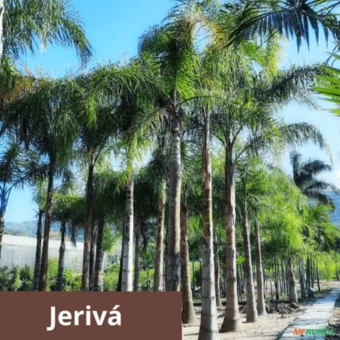 Palmeira Jerivá Imagem Palmeira Jerivá