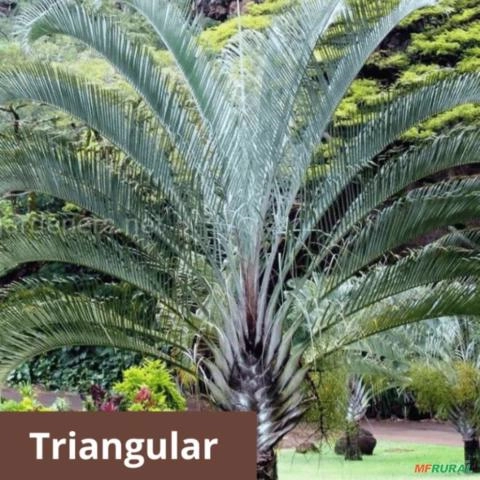 Palmeira Triangular Imagem Palmeira Triangular